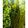 Ierse taxus - Taxus baccata 'Fastigiata Aurea'