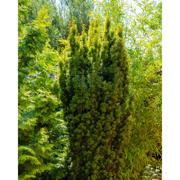 Ierse taxus - Taxus baccata 'Fastigiata Aurea'