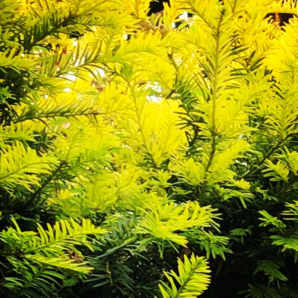 Taxus - Taxus baccata 'Summergold'