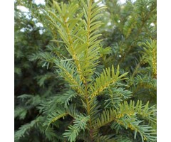 Taxus media 'Groenland' - Venijnboom