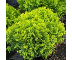 Westerse levensboom - Thuja occidentalis 'Danica Aurea'