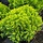 Westerse levensboom - Thuja occidentalis 'Danica Aurea'