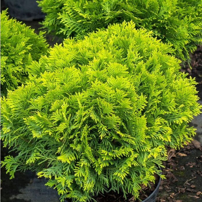 Westerse levensboom - Thuja occidentalis 'Danica Aurea'