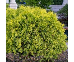 Westerse levensboom - Thuja occidentalis 'Golden Globe'