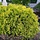 Westerse levensboom - Thuja occidentalis 'Golden Globe'