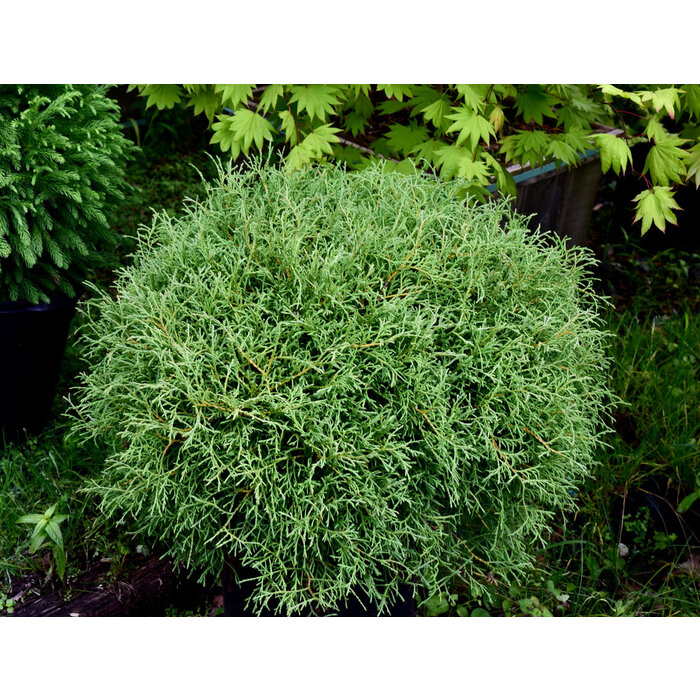 Westerse levensboom - Thuja occidentalis 'Mr. Bowling Ball'