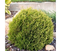 Westerse levensboom - Thuja occidentalis 'Mr. Bowling Ball'