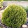 Westerse levensboom - Thuja occidentalis 'Mr. Bowling Ball'