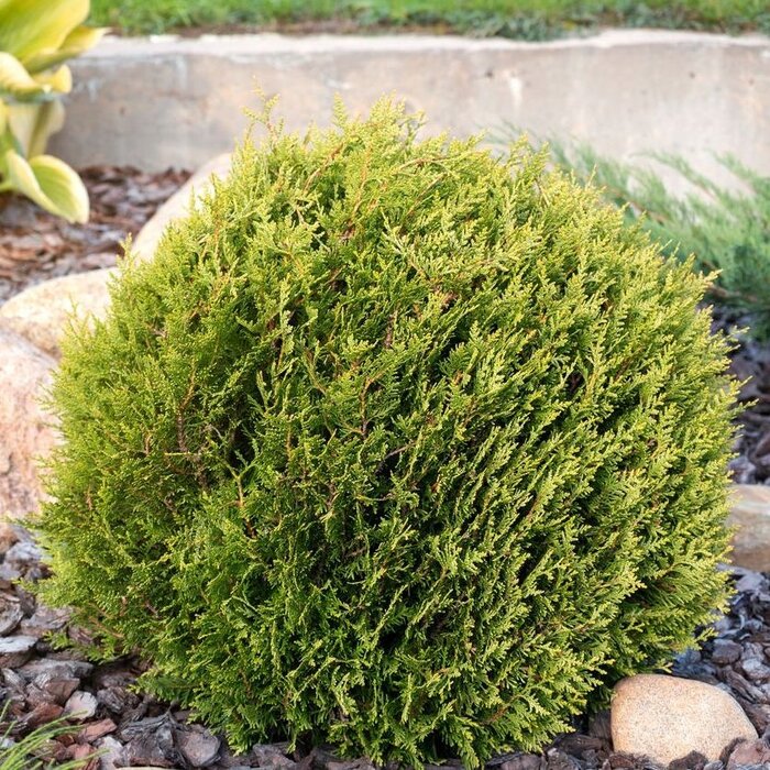 Westerse levensboom - Thuja occidentalis 'Mr. Bowling Ball'