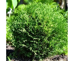Westerse levensboom - Thuja occidentalis 'Tiny Tim'