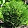 Westerse levensboom - Thuja occidentalis 'Tiny Tim'