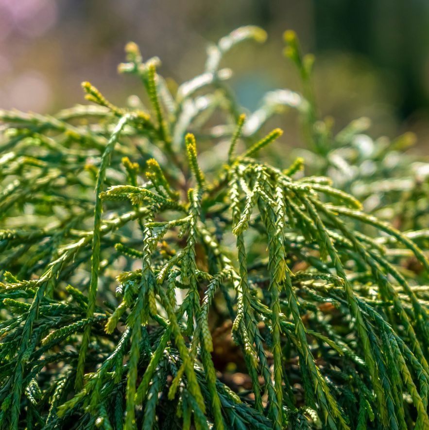 Levensboom - Thuja plicata 'Whipcord'