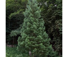 Mammoetboom - Sequoiadendron giganteum 'Powdered Blue'