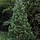 Mammoetboom - Sequoiadendron giganteum 'Powdered Blue'