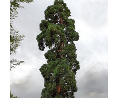 Mammoetboom - Sequoiadendron giganteum 'Glaucum'