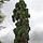 Mammoetboom - Sequoiadendron giganteum 'Glaucum'