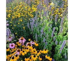 Borderpakket wilde Zomerbloeiers (1 m2)