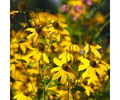 Zonnehoed - Rudbeckia nitida 'Herbstsonne'