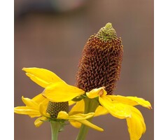 Zonnehoed - Rudbeckia maxima