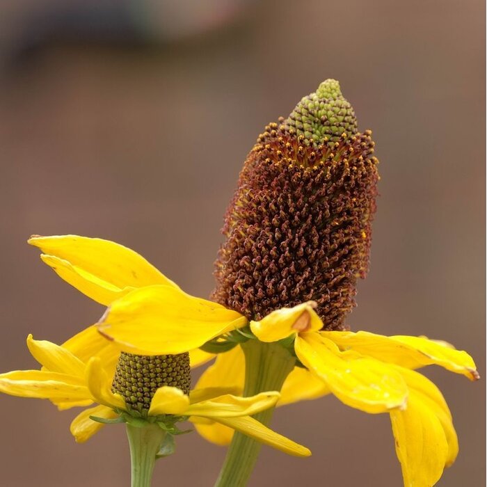 Zonnehoed - Rudbeckia maxima