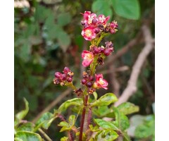 Mijterloof - Tellima grandiflora 'Rubra'