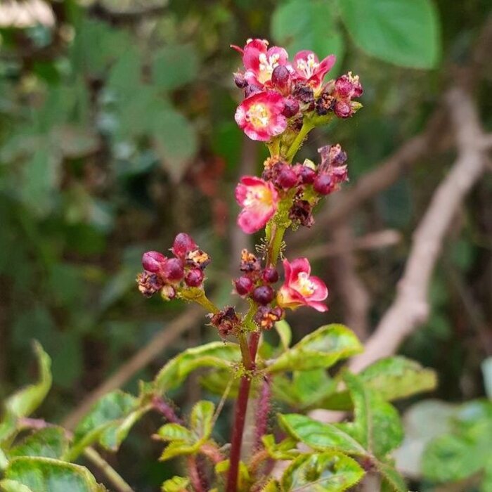 Mijterloof - Tellima grandiflora 'Rubra'