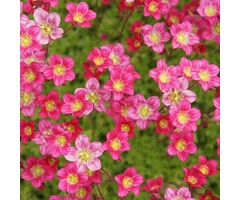 Steenbreek - Saxifraga arendsii 'Hammondii'