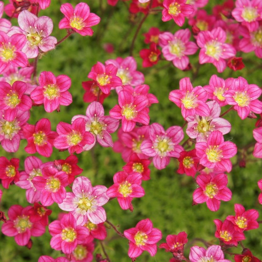 Steenbreek - Saxifraga arendsii 'Hammondii'