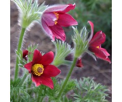 Wildemanskruid - Pulsatilla vulgaris 'Rode Klokke'