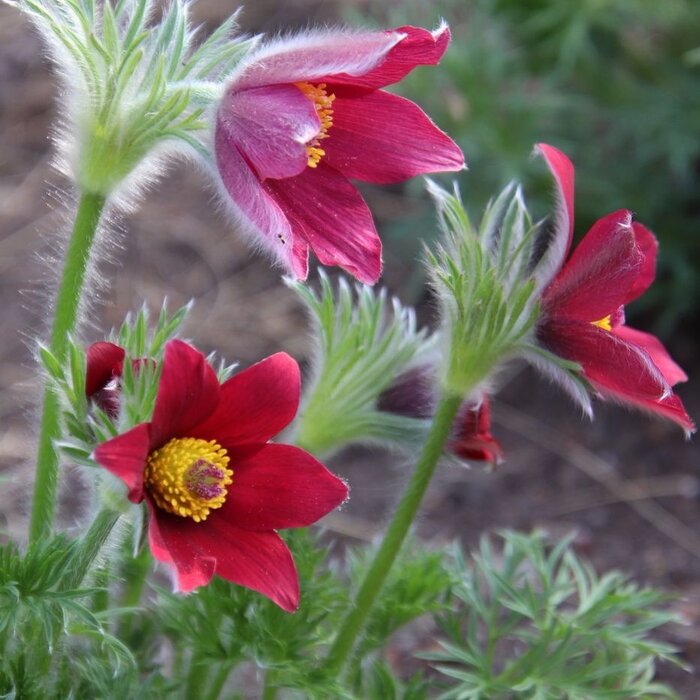 Wildemanskruid - Pulsatilla vulgaris 'Rode Klokke'