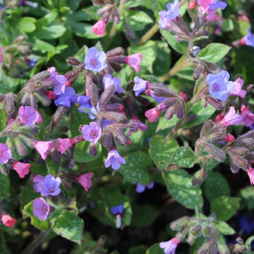 Longkruid - Pulmonaria 'Trevi Fountain'