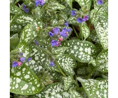 Longkruid - Pulmonaria 'Trevi Fountain'