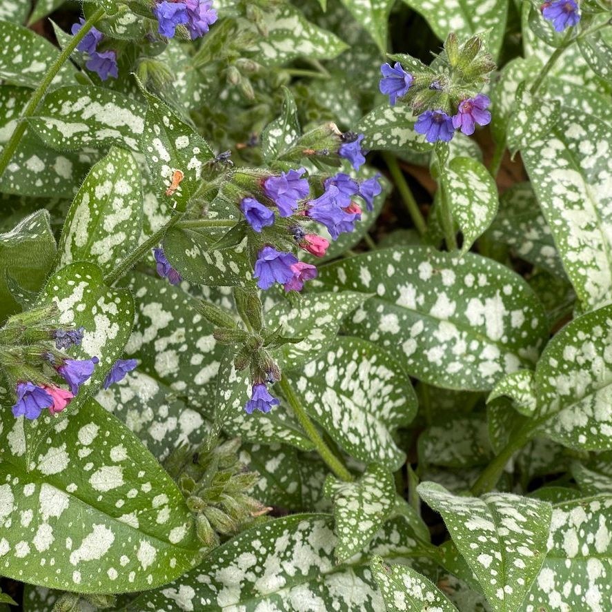 Longkruid - Pulmonaria 'Trevi Fountain'