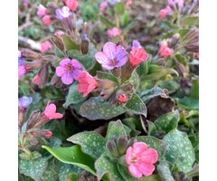 Longkruid - Pulmonaria 'Raspberry Splash'