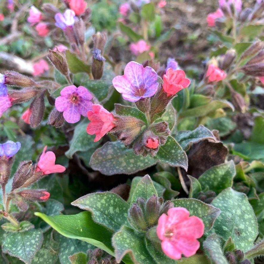 Longkruid - Pulmonaria 'Raspberry Splash'
