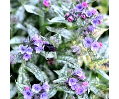 Longkruid - Pulmonaria 'Majeste'