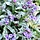 Longkruid - Pulmonaria 'Majeste'