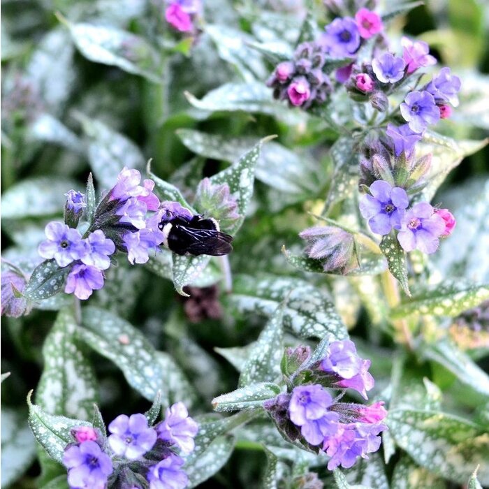 Longkruid - Pulmonaria 'Majeste'