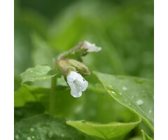 Longkruid - Pulmonaria saccharata 'Opal'