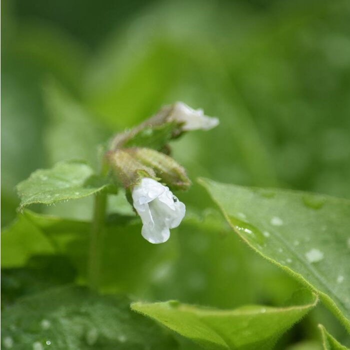 Longkruid - Pulmonaria saccharata 'Opal'