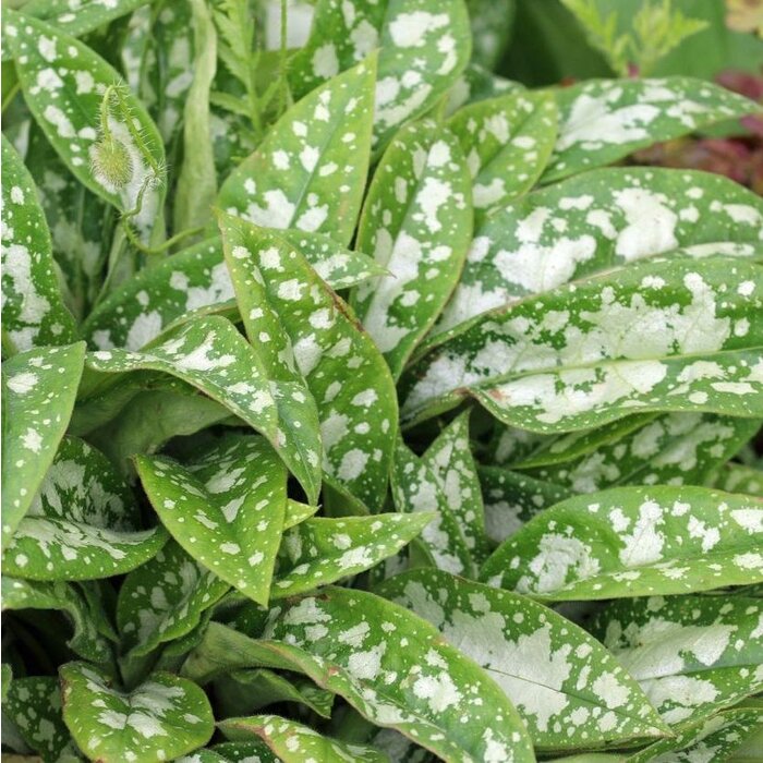 Longkruid - Pulmonaria 'Majeste'