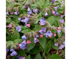Longkruid - Pulmonaria saccharata 'Mrs. Moon'