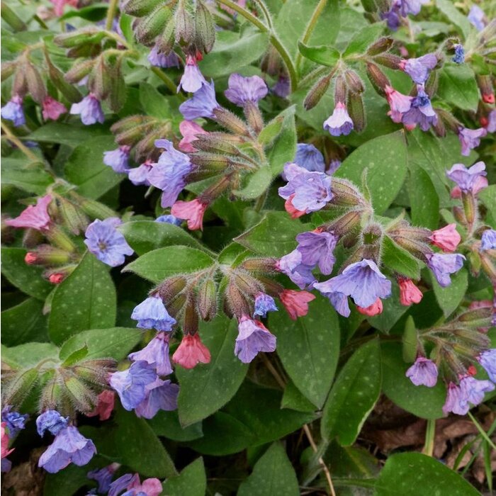 Longkruid - Pulmonaria saccharata 'Mrs. Moon'