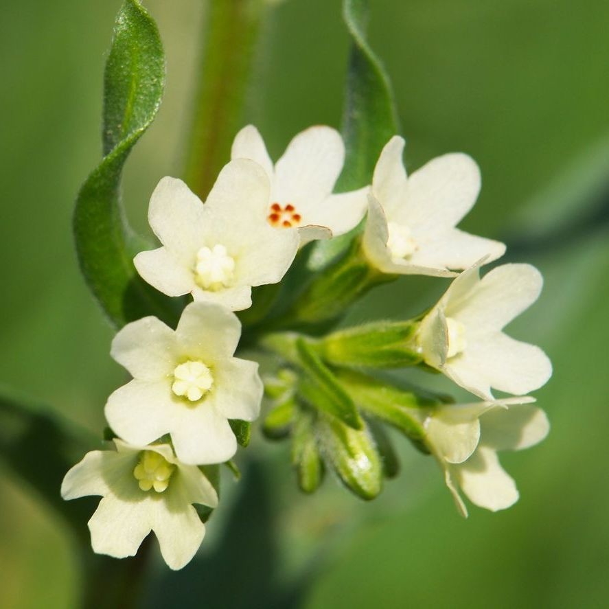 Longkruid - Pulmonaria off. 'Sissinghurst White'