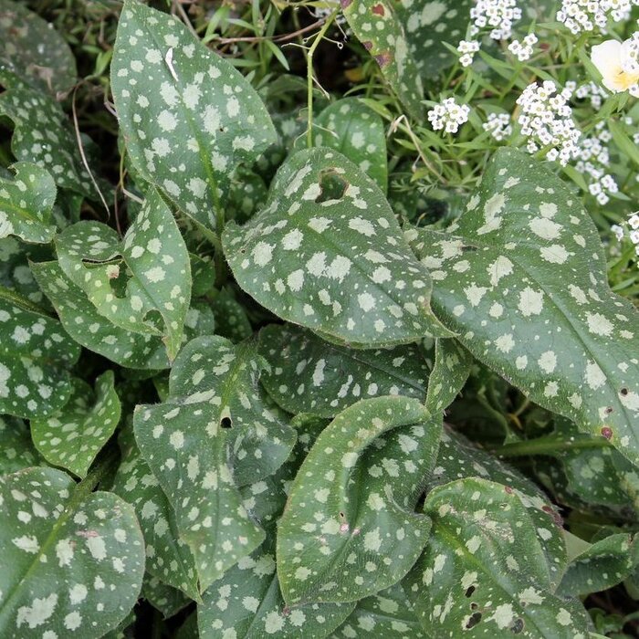 Longkruid - Pulmonaria off. 'Sissinghurst White'