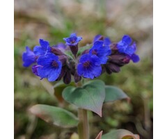 Longkruid - Pulmonaria angustifolia