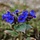 Longkruid - Pulmonaria angustifolia