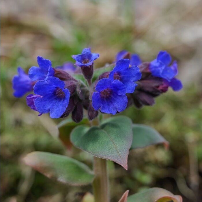 Longkruid - Pulmonaria angustifolia
