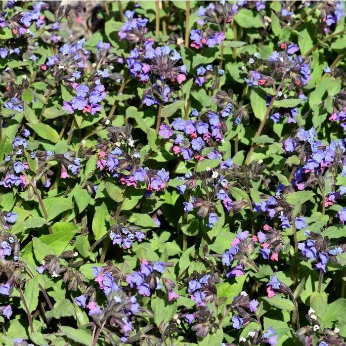 Longkruid - Pulmonaria angustifolia