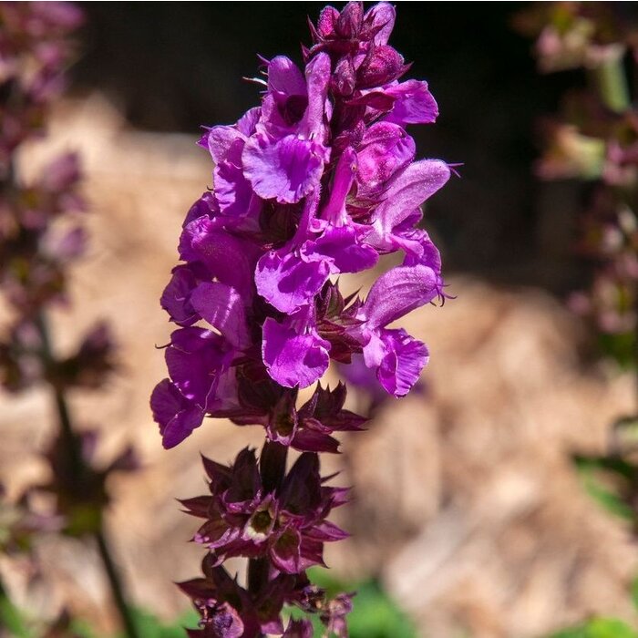 Bijenkorfje - Prunella webbiana 'Gruss Aus Isernhagen'